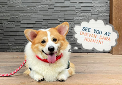 Pet Friendly Villa Zone